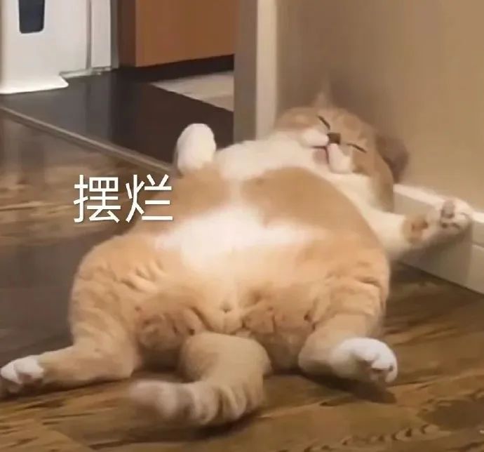 猫猫表情包
