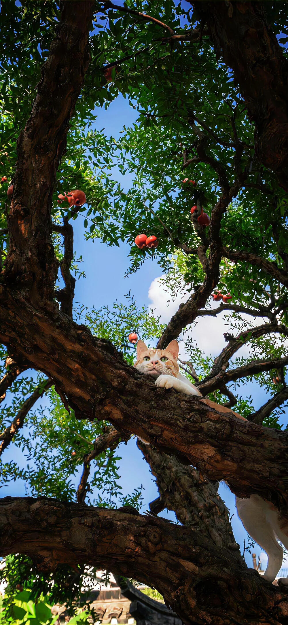 这种风格的壁纸真的爱啦！！