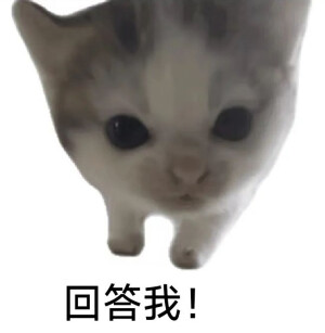 猫猫表情包