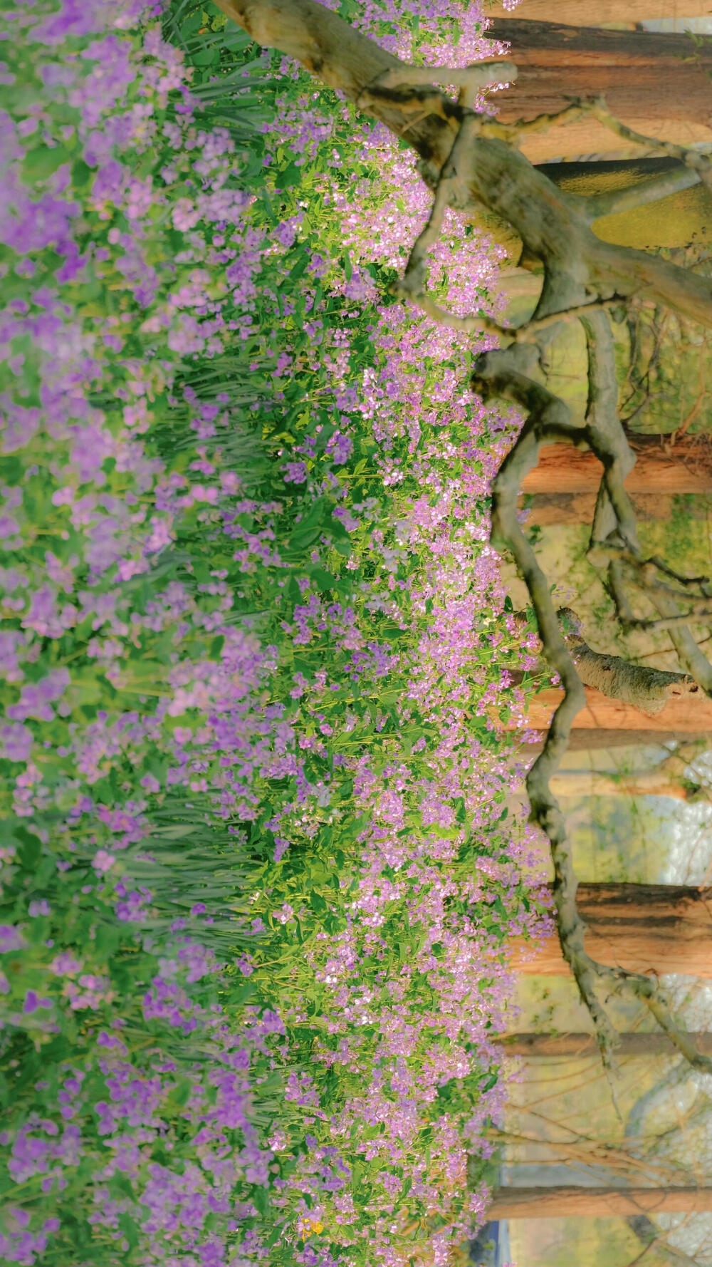 郁金香 小红薯©铁血军魂