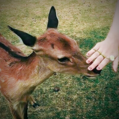 那一捧春水在你眼睛里