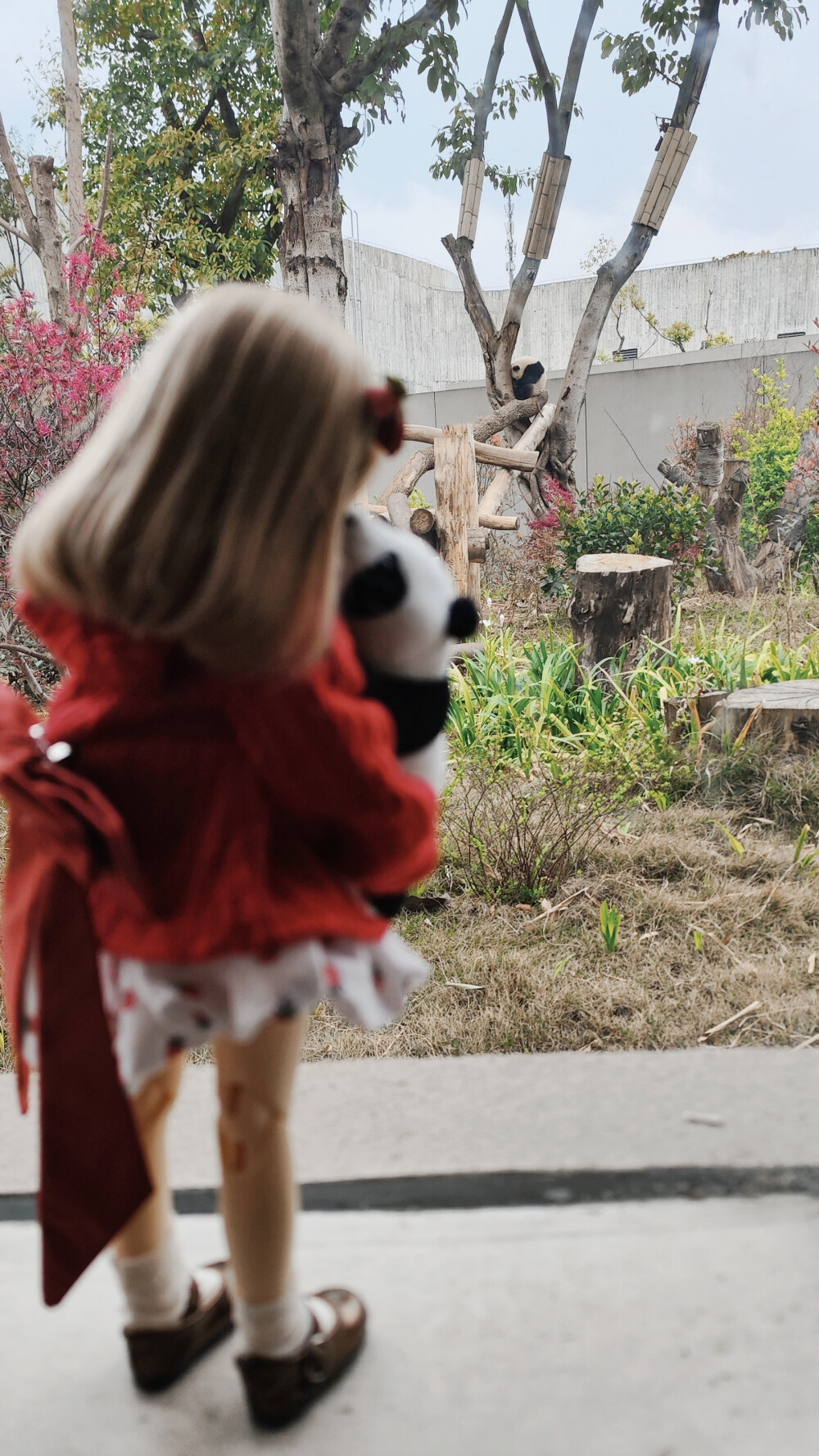 抱着熊猫看熊猫。去了熊猫基地，太赶了没看完