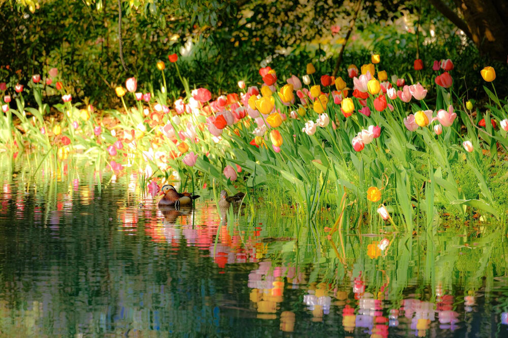 郁金香 小红薯©铁血军魂