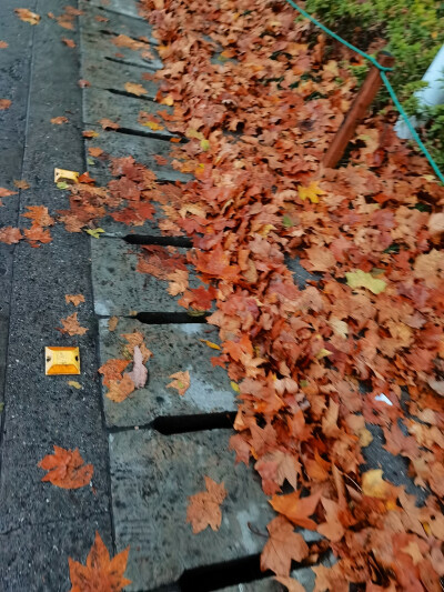 秋日落叶