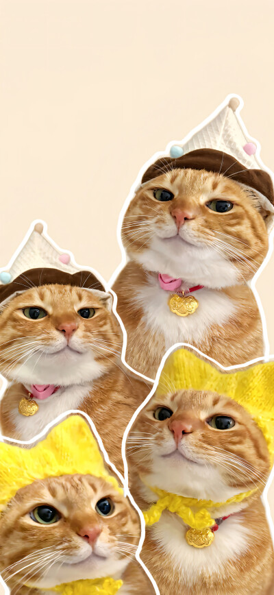 可爱橘猫壁纸 小红书@一颗猫头椰