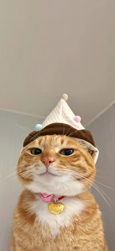 可爱橘猫壁纸 小红书@一颗猫头椰