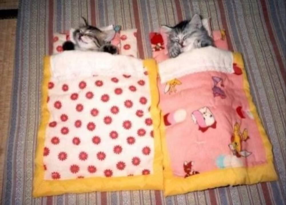 (⌯¤̴̶̷̀ㅅ¤̴̶̷̀⌯)