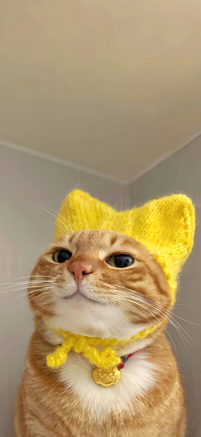 可爱橘猫壁纸 小红书@一颗猫头椰