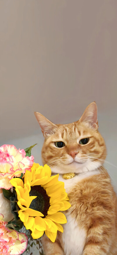可爱橘猫壁纸 小红书@一颗猫头椰
