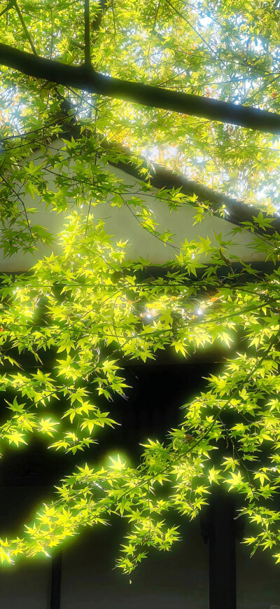 森系壁纸