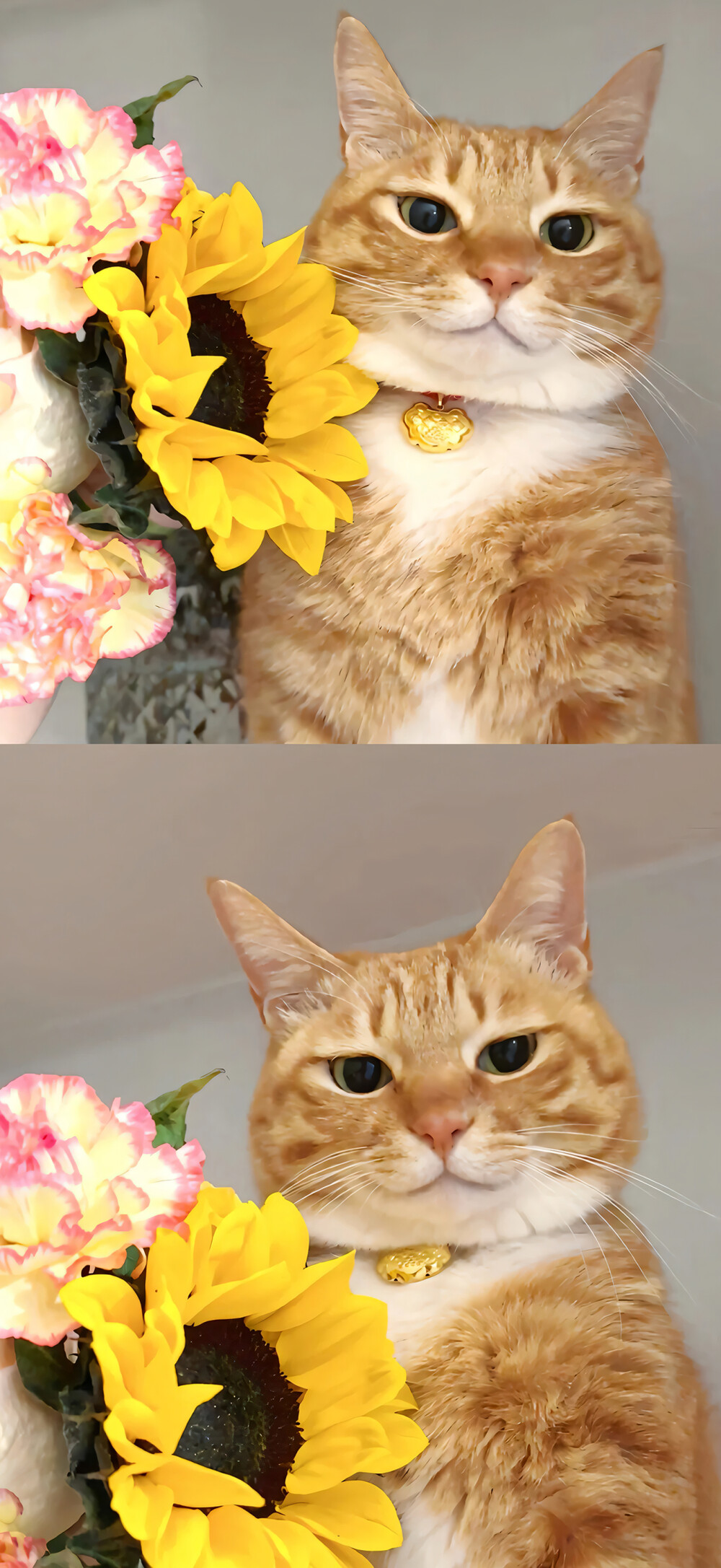 可爱橘猫壁纸 小红书@一颗猫头椰