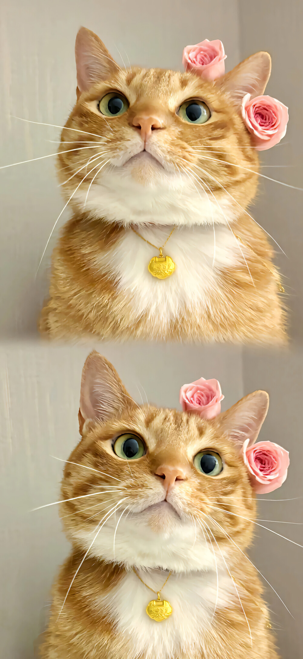 可爱橘猫壁纸 小红书@一颗猫头椰