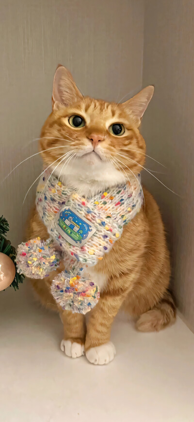 可爱橘猫壁纸 小红书@一颗猫头椰