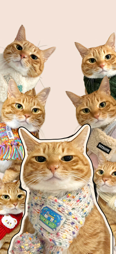 可爱橘猫壁纸 小红书@一颗猫头椰