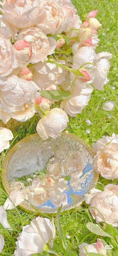 春天壁纸