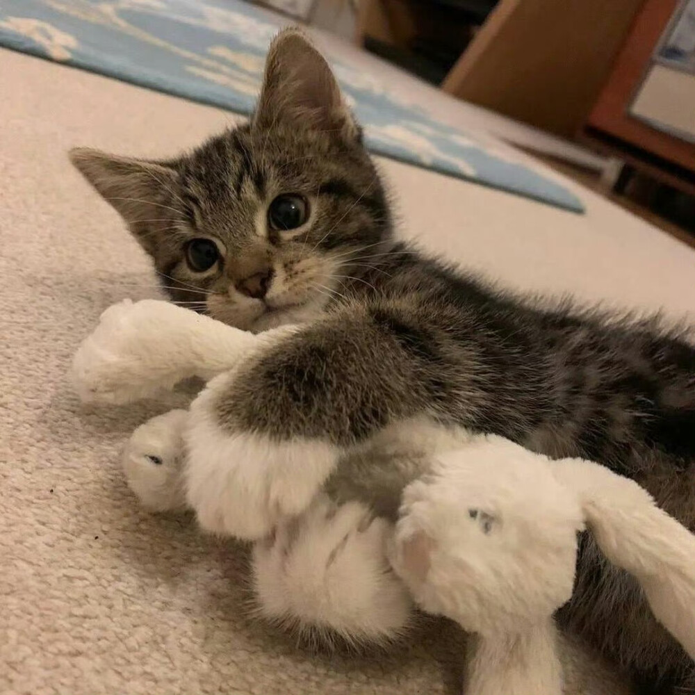 小可爱ᵐⁱᵃº~ ​​​
