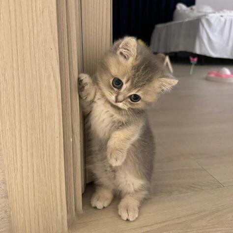 小可爱ᵐⁱᵃº~ ​​​
