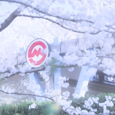 樱花树下
