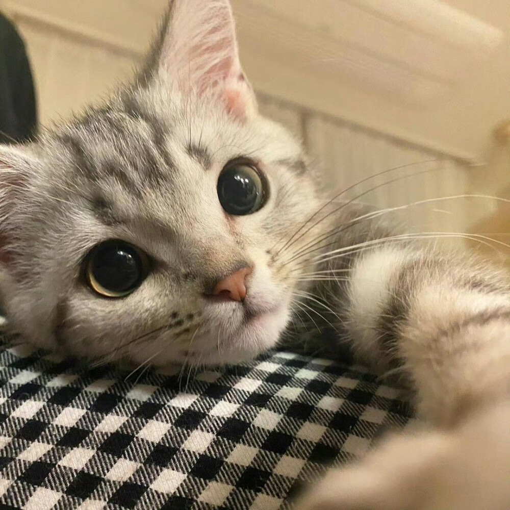 小可爱ᵐⁱᵃº~ ​​​
