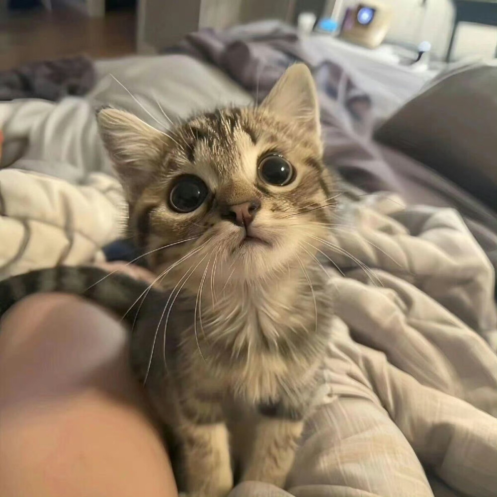 小可爱ᵐⁱᵃº~ ​​​
