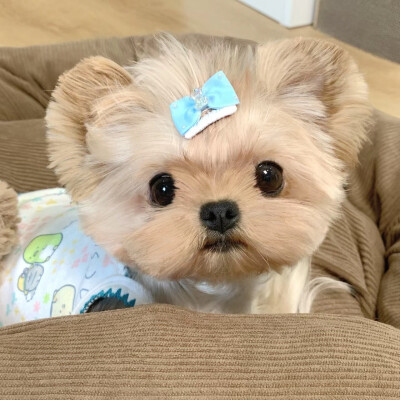 可爱头像