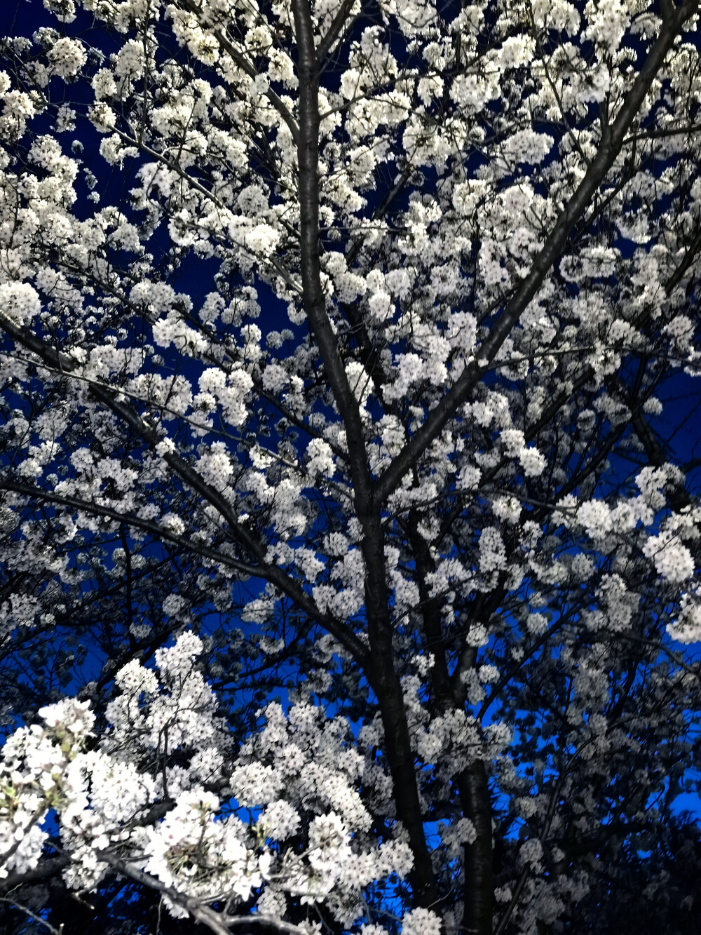 蓝调时刻的樱花