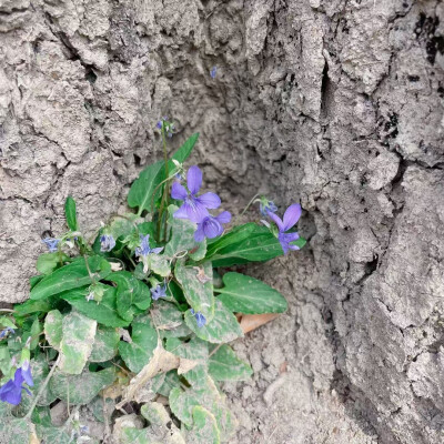 上海菩提禅寺2025/3/31