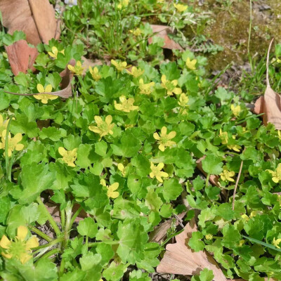 上海菩提禅寺2025/3/31