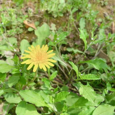 上海菩提禅寺2025/3/31