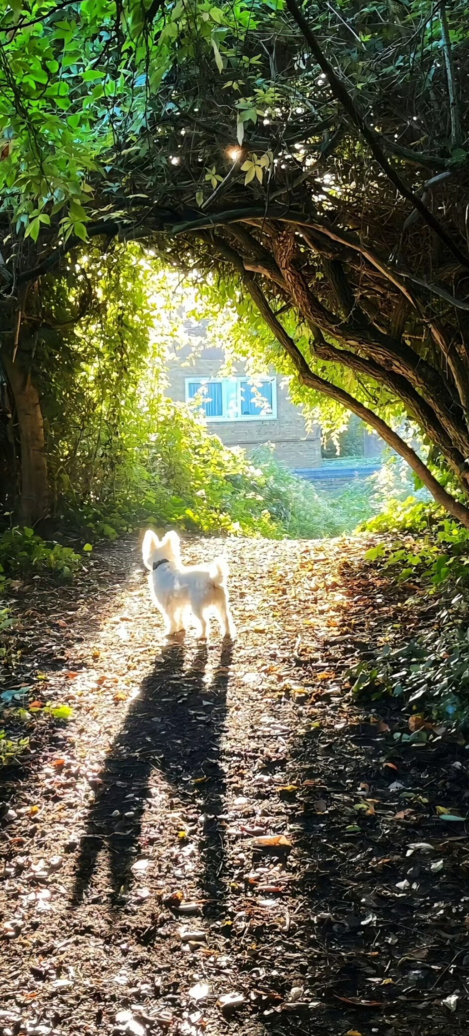 生命力全屏壁纸