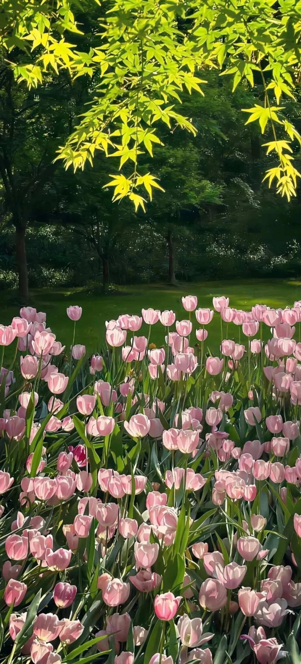 生命力全屏壁纸