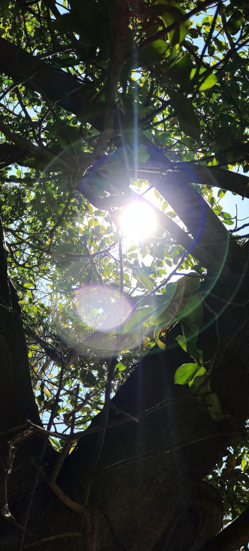 生命力全屏壁纸