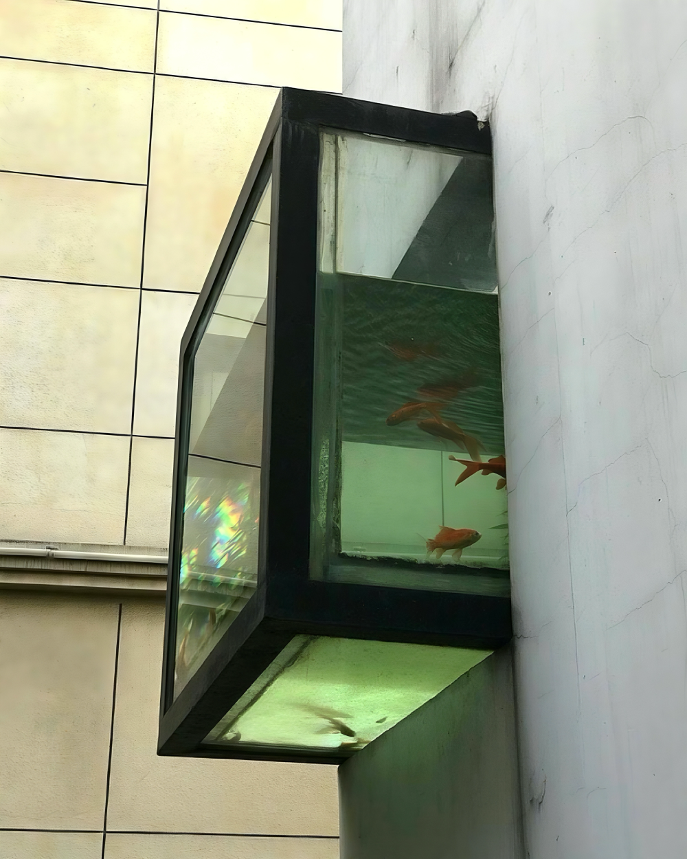 小鱼小鱼快快游