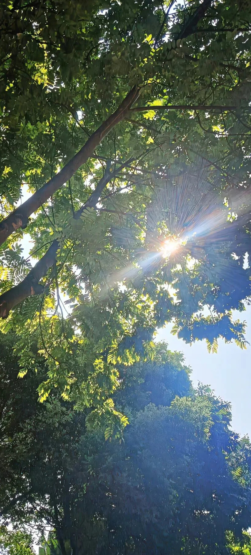 生命力全屏壁纸