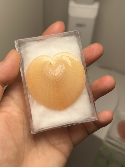我的壳们