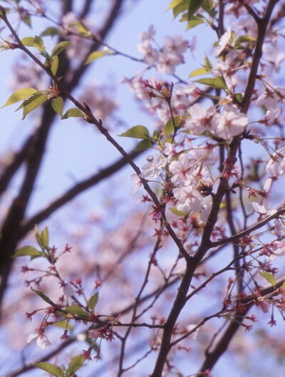 花花