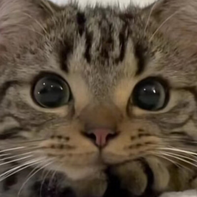 小猫对你眨眨眼