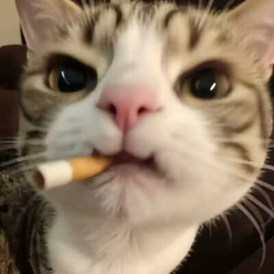 莫一嗷喵