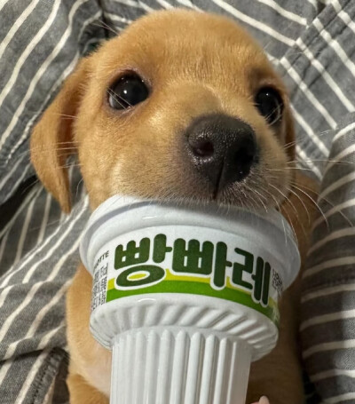 犬