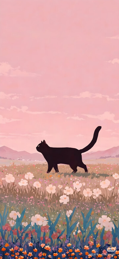 黑猫