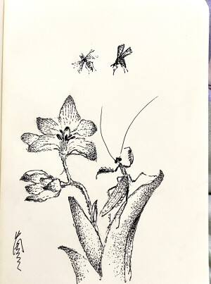 《针管笔点绘》