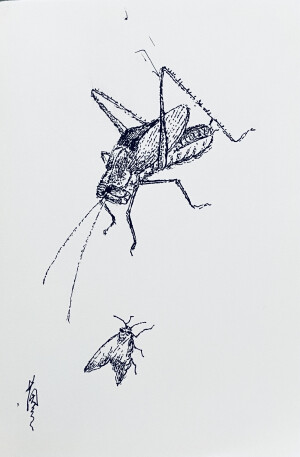 《针管笔点绘》