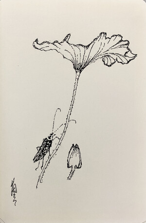 《针管笔点绘》