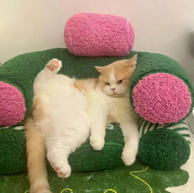 猫咪