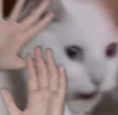 猫猫 人手 表情