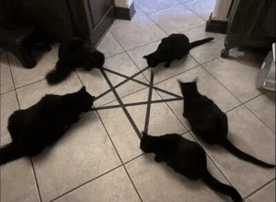 =⩌⩊⩌=