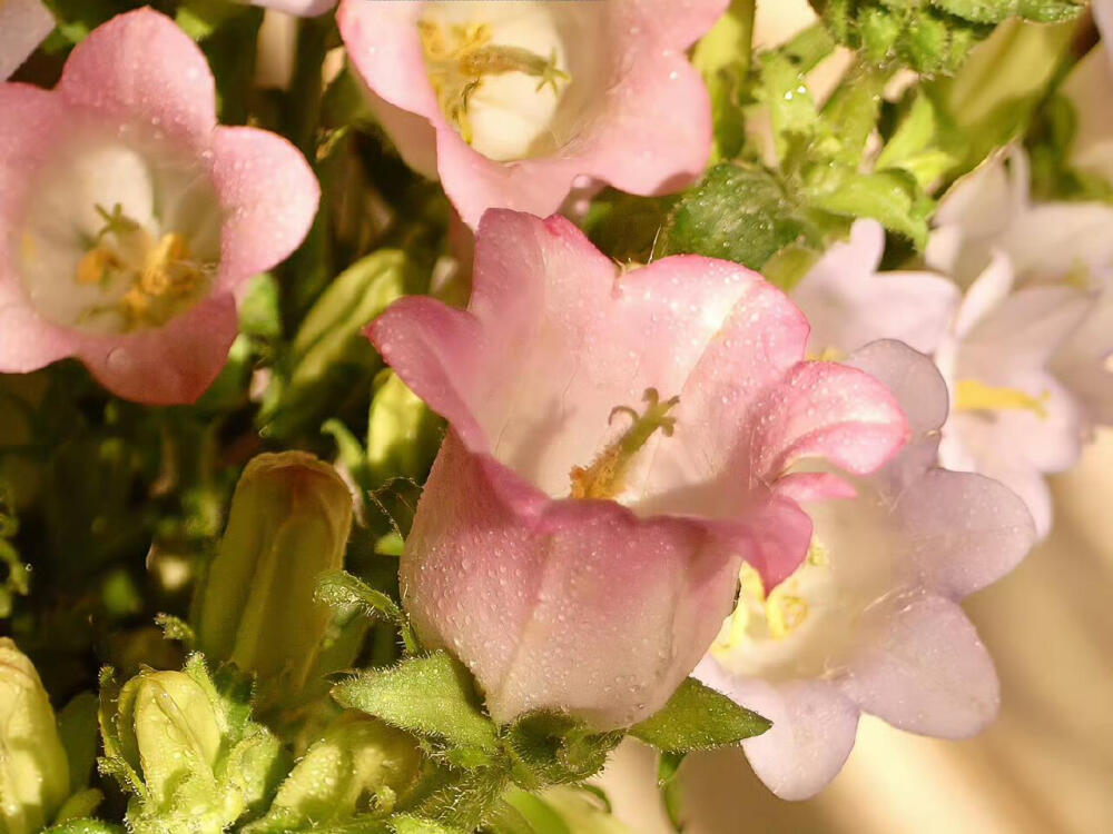 平板/电脑屏幕高清壁纸