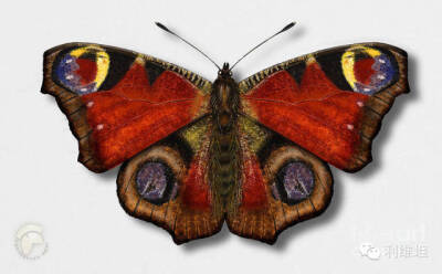 一种色彩鲜艳的蝴蝶，分布在欧洲及东至日本的亚洲温带。它们是孔雀蛱蝶属下的唯一物种，学名取自希腊神话中的伊那科斯及其女儿伊俄。它们很易与非釉蛱蝶属混淆，但两者并非近亲。它们很多会留在生活的地方，在建筑物…