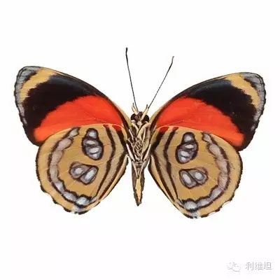 多点图蛱蝶（Callicore cyllene）