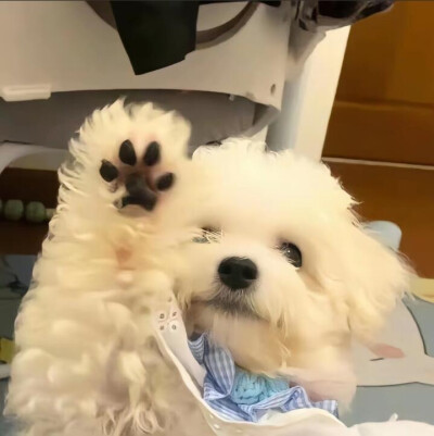 狗狗头像西高地